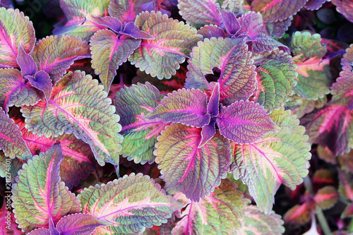 Decorative plant coleus on the flowerbed, closeup. Background of multi-colored leaves of a decorative plant.