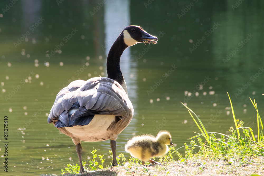 Obraz premium Gans mit Jungem am See