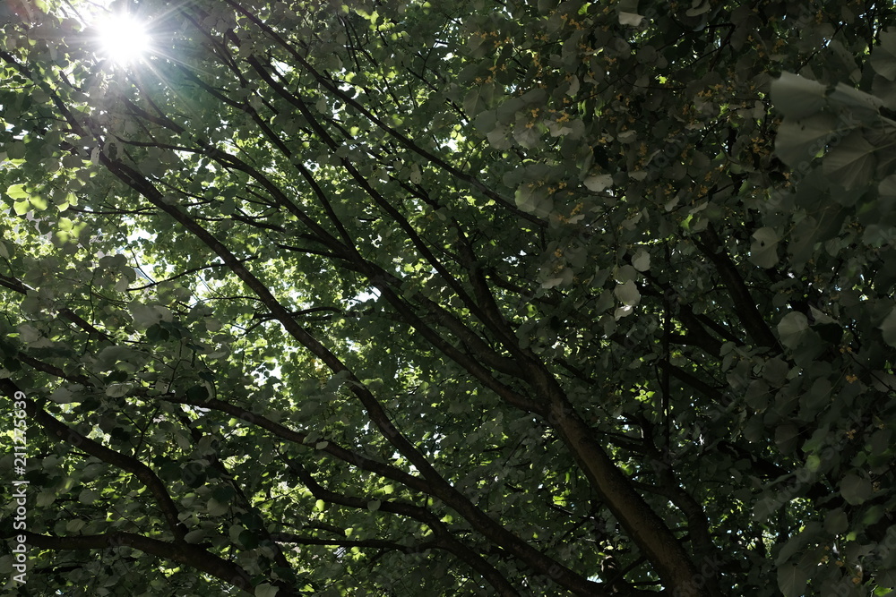 Tilia cordate Linde zur Sommerzeit mit Blüten