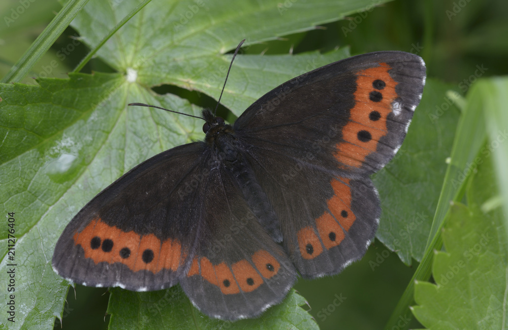 Black butterfly with red-spotted wings sitting on a green leaf Black butterfly with red-spotted wings sitting on a green leaf