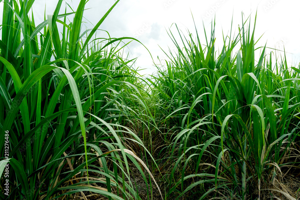 sugar cane in fame under the sky in a day it for sugar industry,agriculture concept. sugar cane in fame under the sky in a day it for sugar industry,agriculture concept.