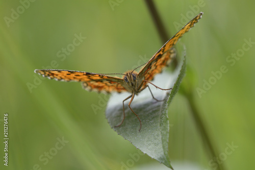 Yellow butterfly with black-spotted wings sitting on a green leaf, front view © Yurii Zushchyk