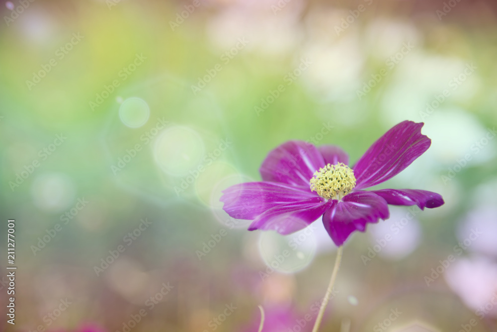 Cosmos Flower soft blur for background Cosmos Flower soft blur for background