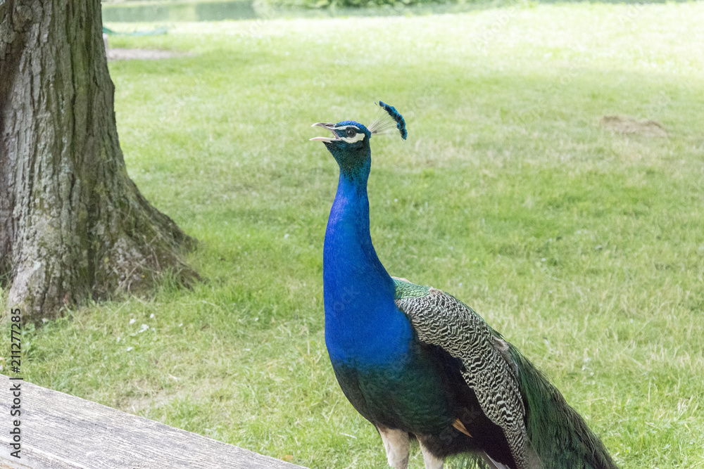 Obraz premium Peacocks at the Bagatelle Park, Paris