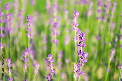 Lavender lavandula flowering plant purple green field  sunlight soft focus  blur background copy space