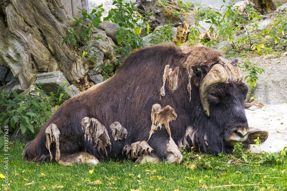 Fototapeta premium the musk ox lies on the grass