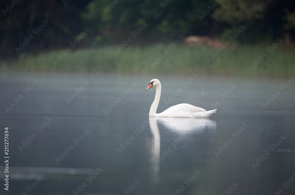 Obraz premium Swan on small lake on foggy morning