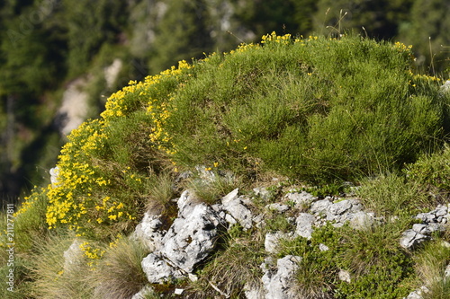 ginestra in fiore photo