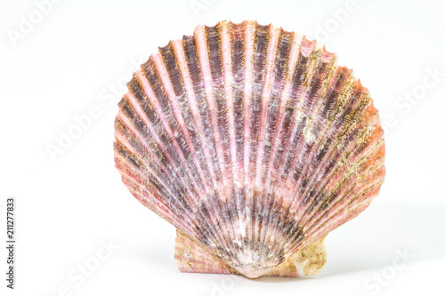 Oyster shell in white background