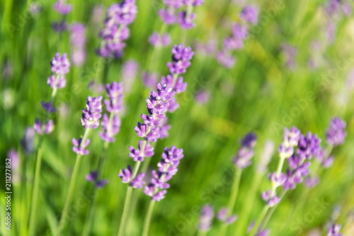 Lavender lavandula flowering plant purple green field, sunlight soft focus, blur background copy space