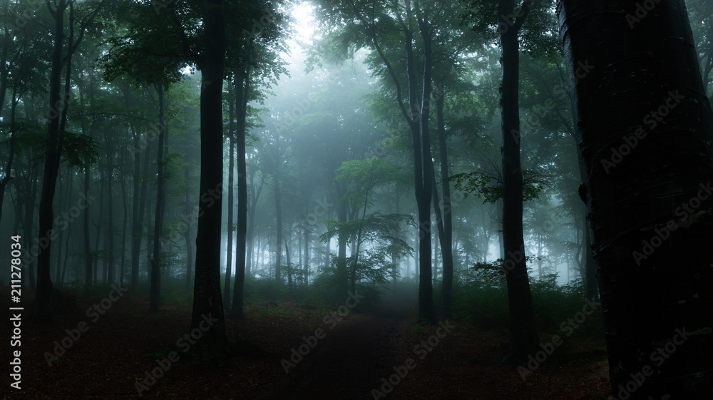 Fototapeta premium Panorama mglistego lasu. Bajka strasznie wyglądające lasy w mglisty dzień. Zimny mglisty poranek w lesie grozy