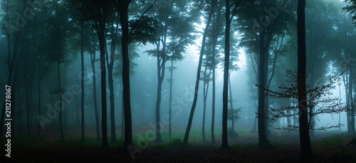 Fototapeta Naklejka Na Ścianę i Meble -  Panorama of foggy forest. Fairy tale spooky looking woods in a misty day. Cold foggy morning in horror forest