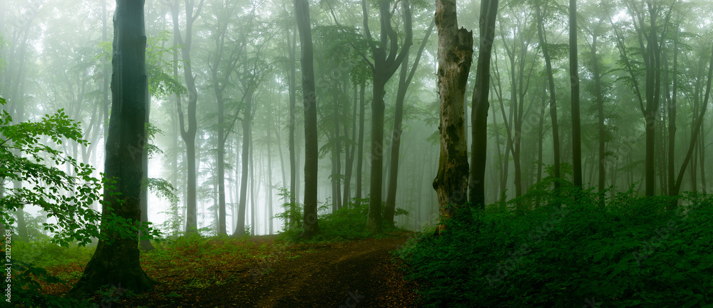 Panorama of foggy forest. Fairy tale spooky looking woods in a misty day. Cold foggy morning in horror forest - obrazy, fototapety, plakaty 
