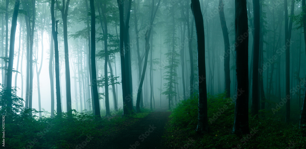 Fototapeta premium Panorama mglistego lasu. Bajka strasznie wyglądające lasy w mglisty dzień. Zimny mglisty poranek w lesie grozy