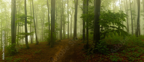 Panorama of foggy forest. Fairy tale spooky looking woods in a misty day. Cold foggy morning in horror forest