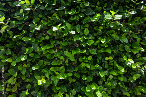 Natural green hedge background of a climbing shrub covering a wall © David Carillet