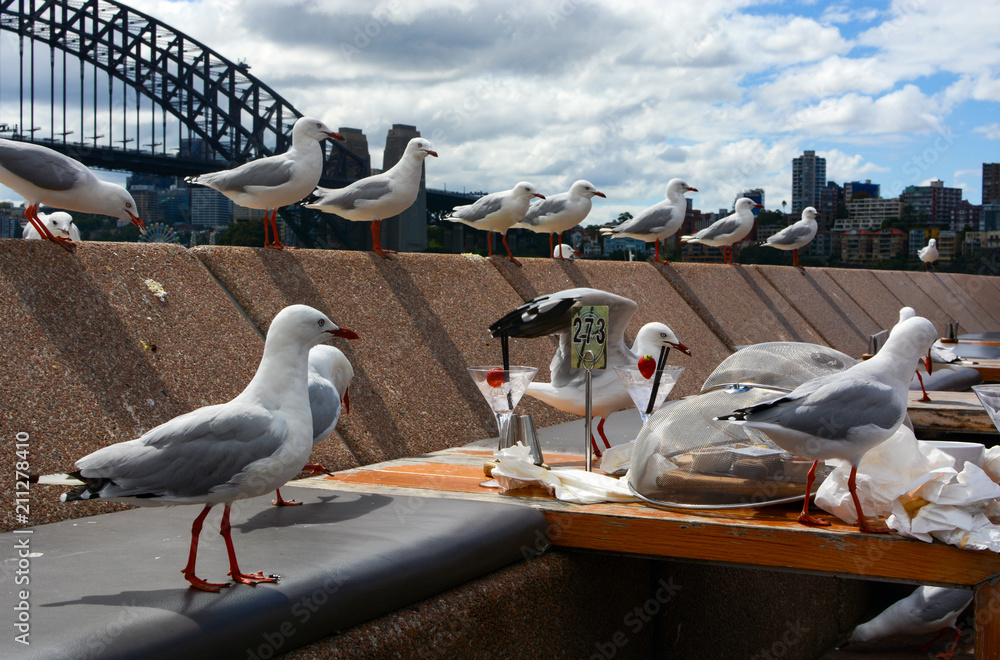 Fototapeta premium Głodne stado mew przybywa po resztki jedzenia do zwykłej jadalni wzdłuż Sydney Harbour