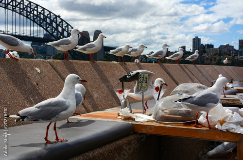 A hungry flock of seagulls moves in for food leftovers at a casual dining area along Sydney Harbor