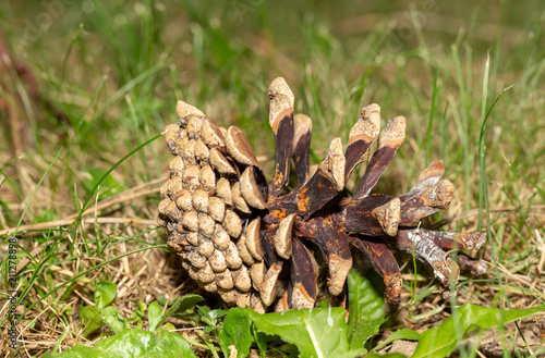 Pine Cone On The Forest Floor 5