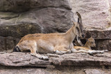 markhor with kids