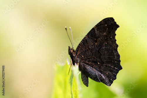 Papillon paon du jour photo