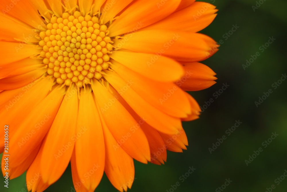 Calendula officinalis or pot marigold close-up - obrazy, fototapety, plakaty 