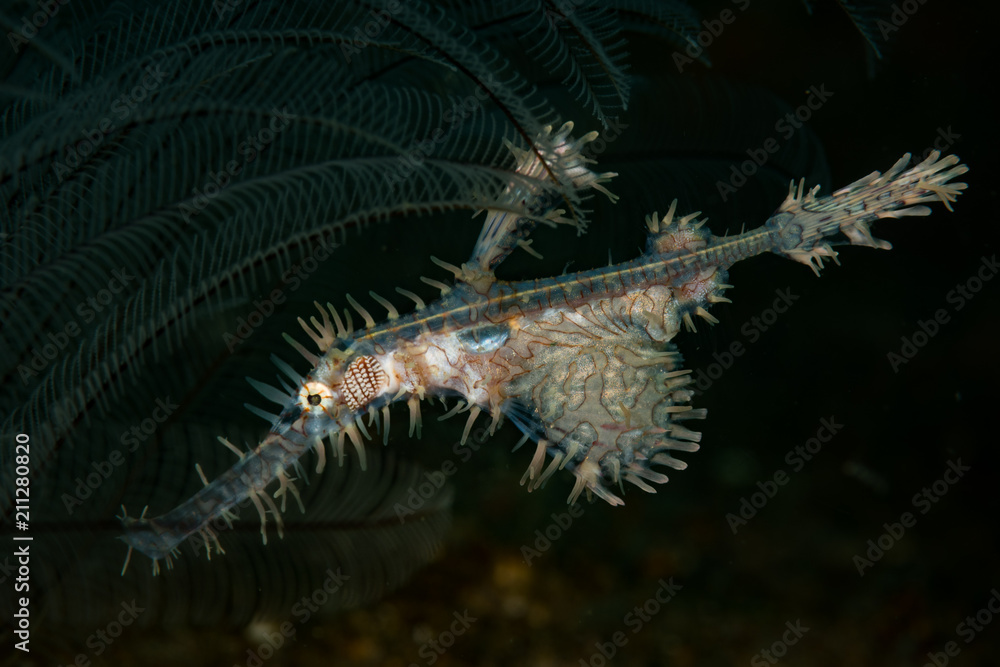 Ornate ghost pipefish: Solenostomus paradoxu, on the Secret Bay dive site, Anilao, Philippines