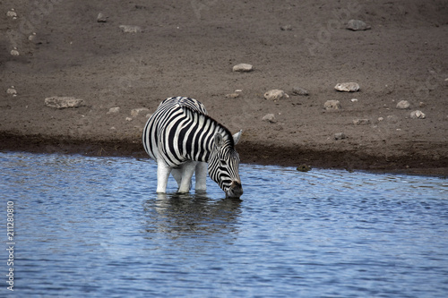 Damara zebra  Equus burchelli antiquorum  drinking in the waterhole Etosha National Park  Namibia