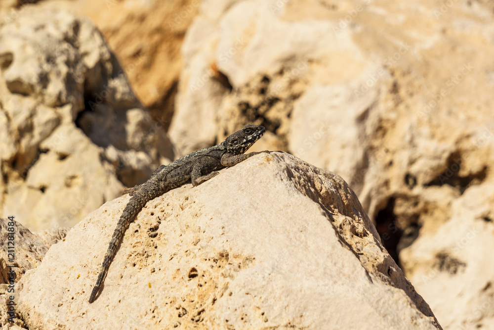 A small green lizard on yellow rock in a desert. A small green lizard on yellow rock in a desert.