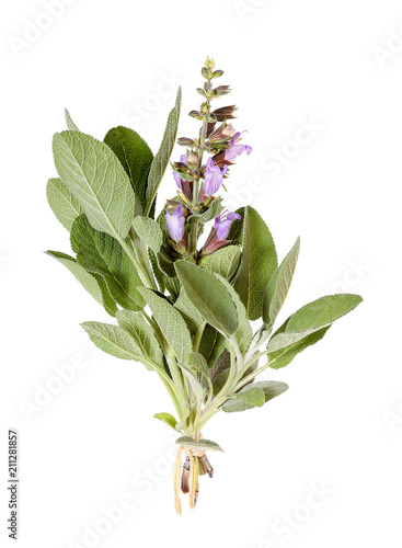 Cuadro en lienzo Salbei mit Blüte