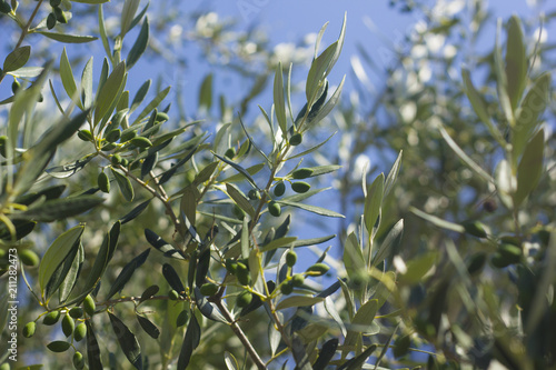 Beautiful green olive trees in Greece during summer