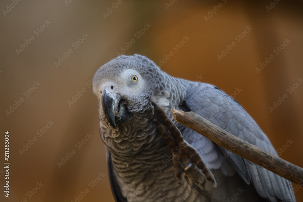 ioiseau perroquet gris seul en gros plan en couleur montre son oeil- mange ioiseau perroquet gris seul en gros plan en couleur montre son oeil- mange