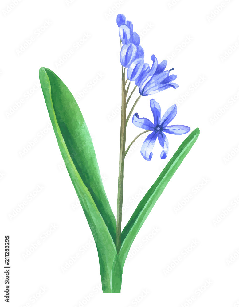 Fototapeta premium Primrose bulbous flower isolated on white background.