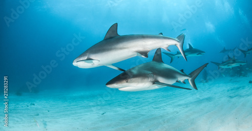 Caribbean reef sharks © Michael Bogner