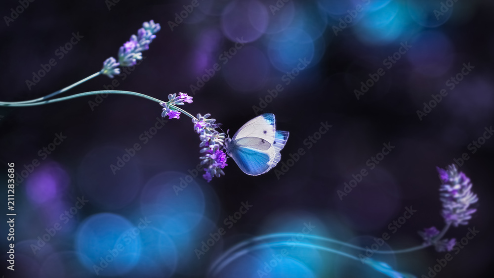 Naklejka premium Piękny biały motyl na kwiatach lawendy. Lato wiosna naturalny obraz w kolorach niebieskim i fioletowym. Wolne miejsce na tekst.