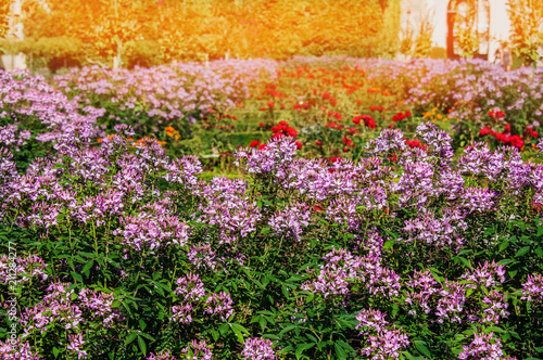 Street at sunset, decorated with a large flower bed of white, pink, purple flowers of Impatiens