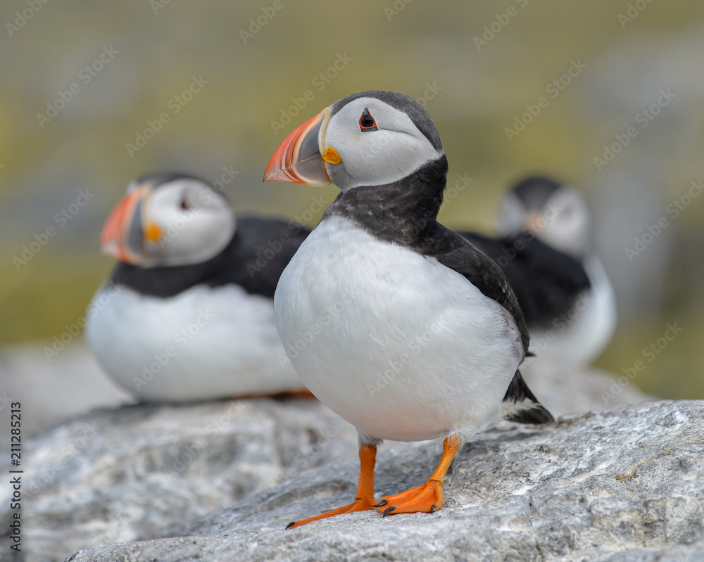 Puffin Puffin