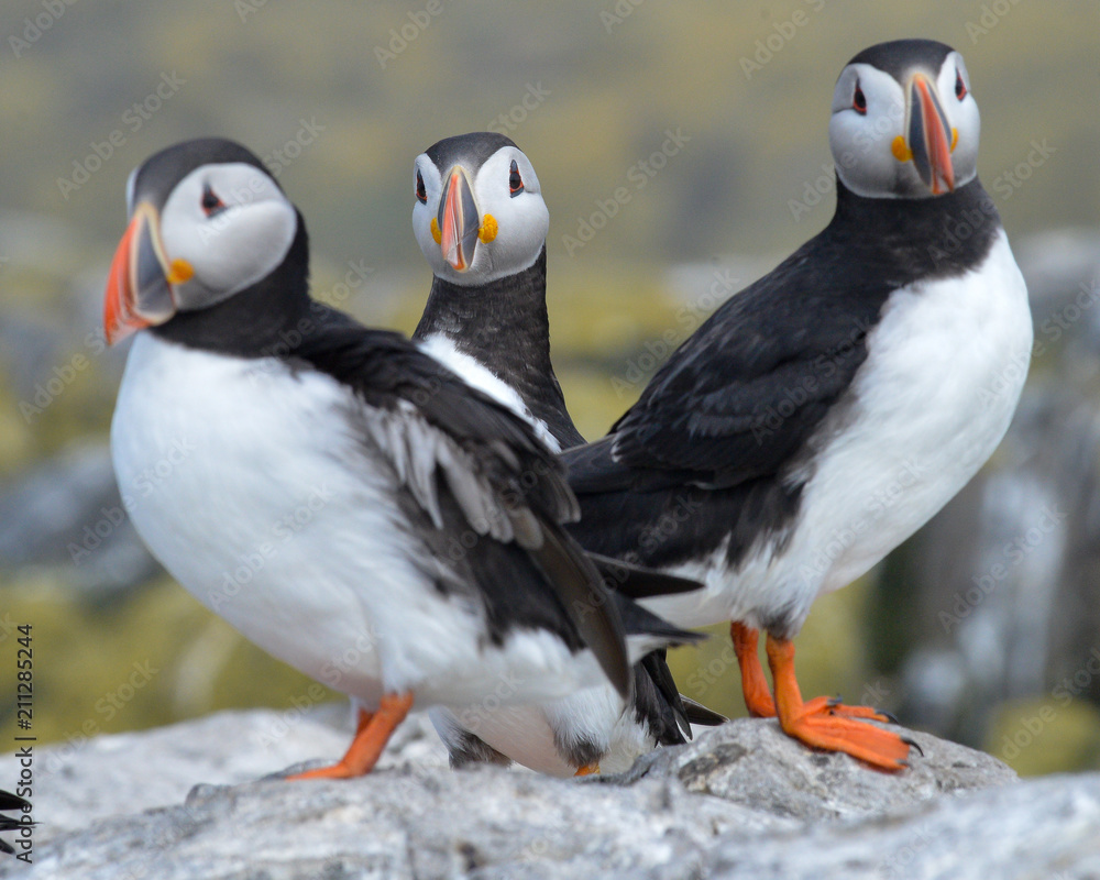 Fototapeta premium Puffin