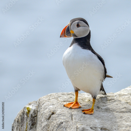 Puffin