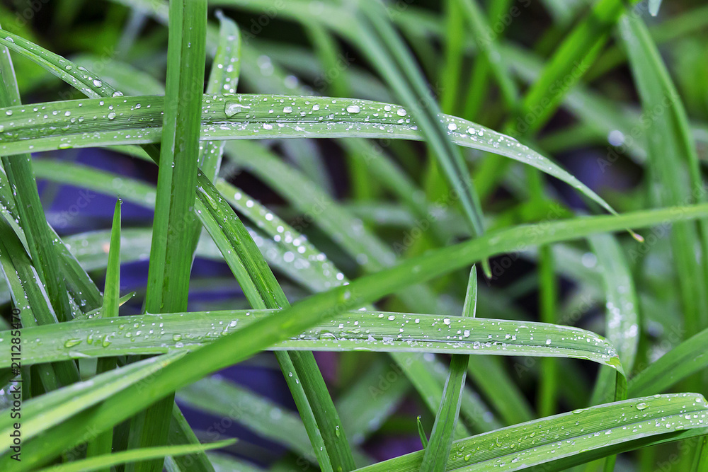 sedge with dew drops, close-up