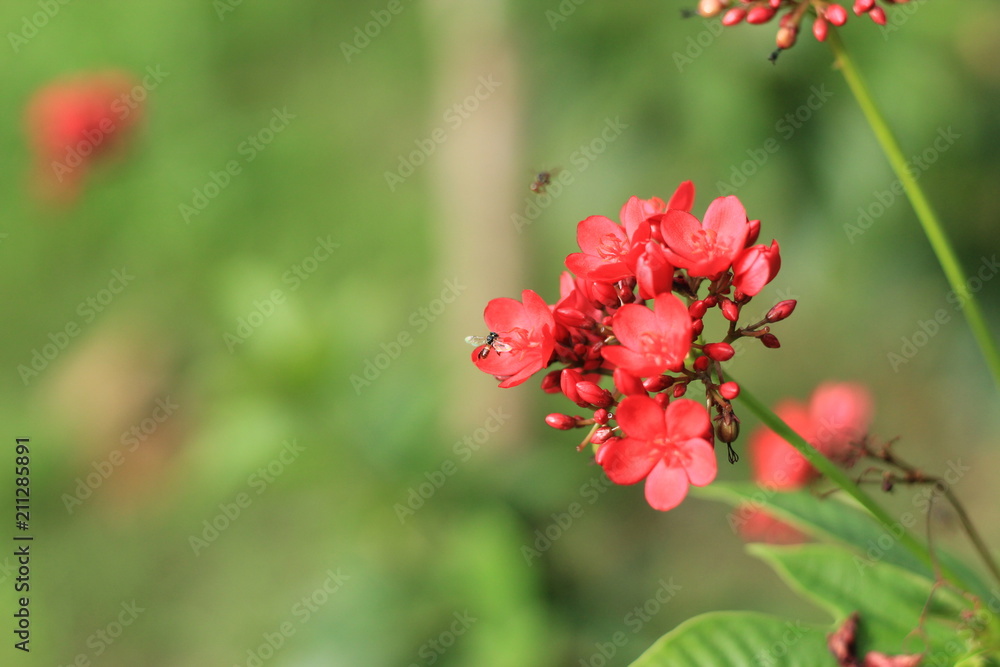 Jatropha integerrima Jacq , The bright red flowers in the Park. Jatropha integerrima Jacq , The bright red flowers in the Park.