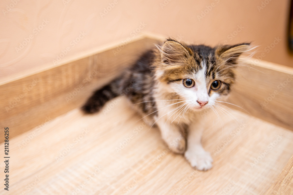 A little funny kitty with big eyes in white room