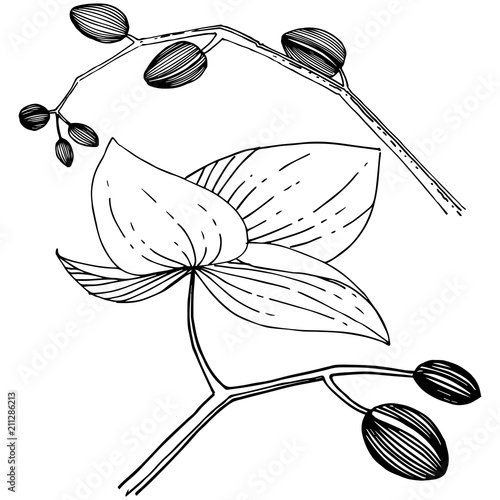 Orchid flower in a vector style isolated. Full name of the plant: orchid. Vector flower for background, texture, wrapper pattern, frame or border.