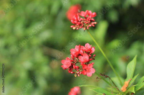 Jatropha integerrima Jacq , The bright red flowers in the Park.