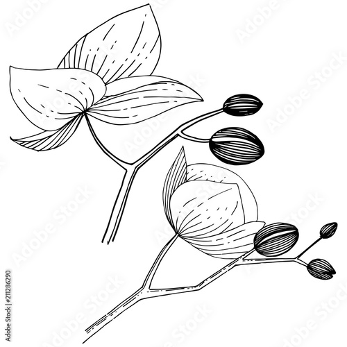 Orchid flower in a vector style isolated. Full name of the plant: orchid. Vector flower for background, texture, wrapper pattern, frame or border.