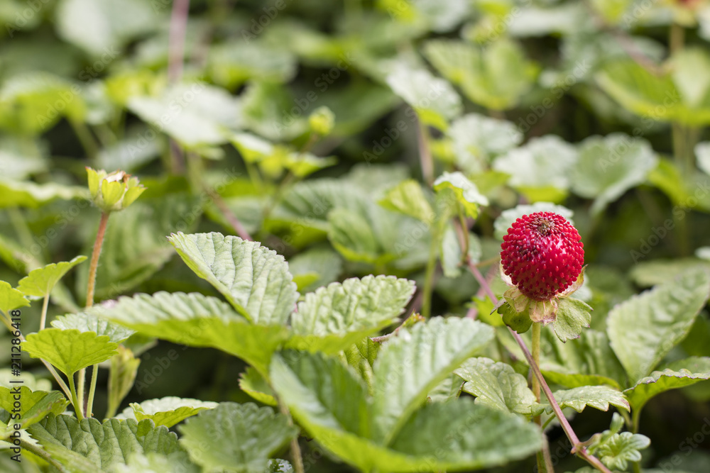 Duchesnea indica red fruits of inedible strawberries. Duchesnea indica red fruits of inedible strawberries.
