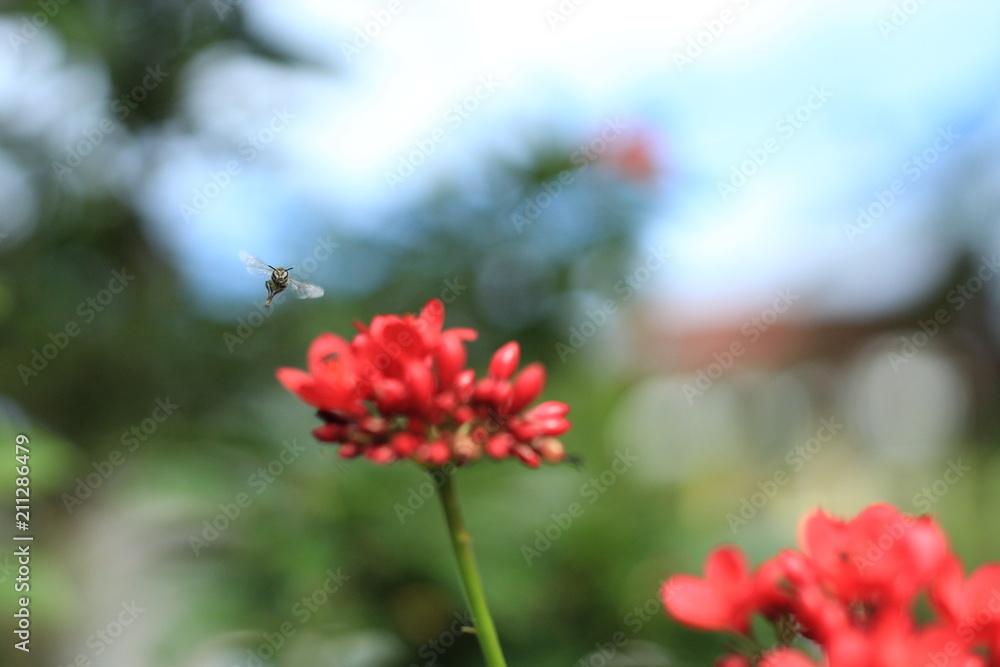 Jatropha integerrima Jacq , The bright red flowers in the Park. Jatropha integerrima Jacq , The bright red flowers in the Park.