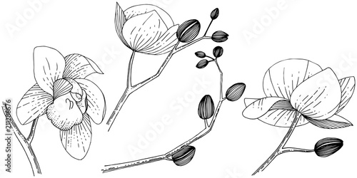 Orchid flower in a vector style isolated. Full name of the plant: orchid. Vector flower for background, texture, wrapper pattern, frame or border.