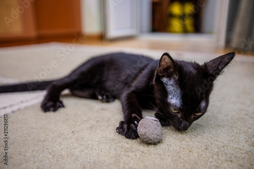 The black funny kitten is played with a toy mouse at home