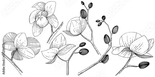 Orchid flower in a vector style isolated. Full name of the plant: orchid. Vector flower for background, texture, wrapper pattern, frame or border.